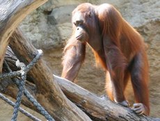 Orang-Utan-3.jpg